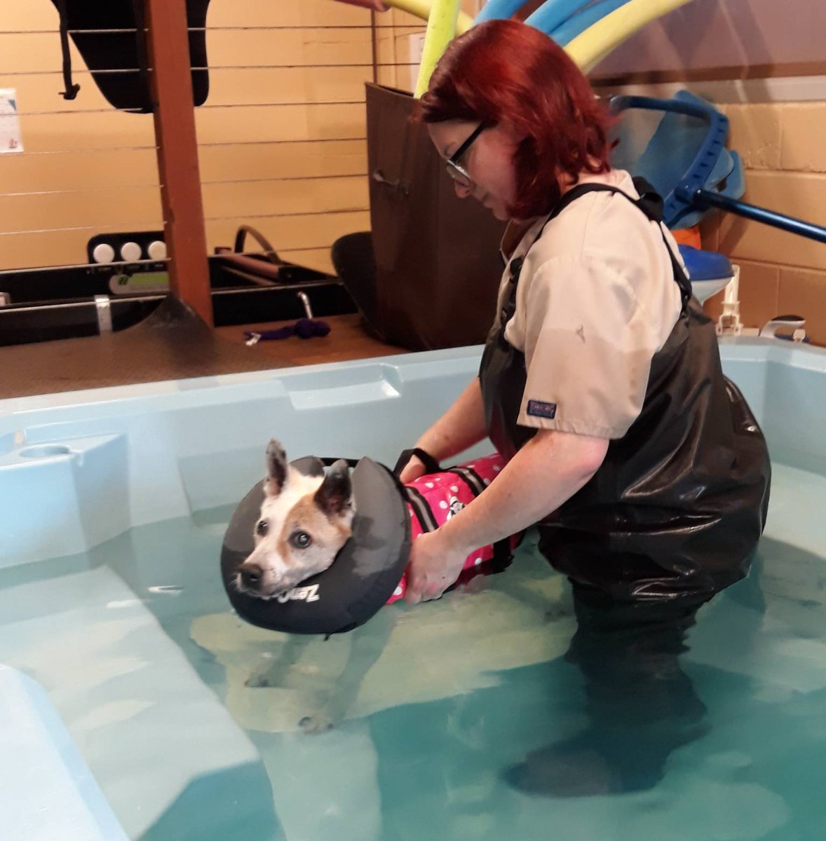 This lovely doggie Waggles is almost 18 years old! Shows what holistic care can do for your pet 😍🐶🌱
#holisticvetcare #long #life #natural #care #health #feelgood #wellness #dog #rehab #therapy