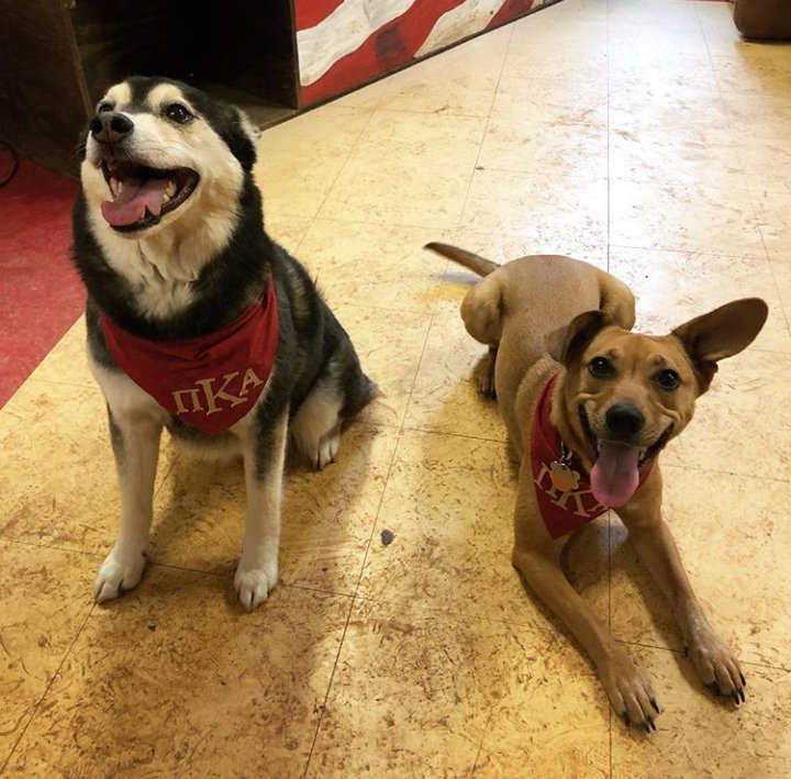 Did you say #NationalPuppyDay? Well, allow us to show you the two best bois in the world #PikePups