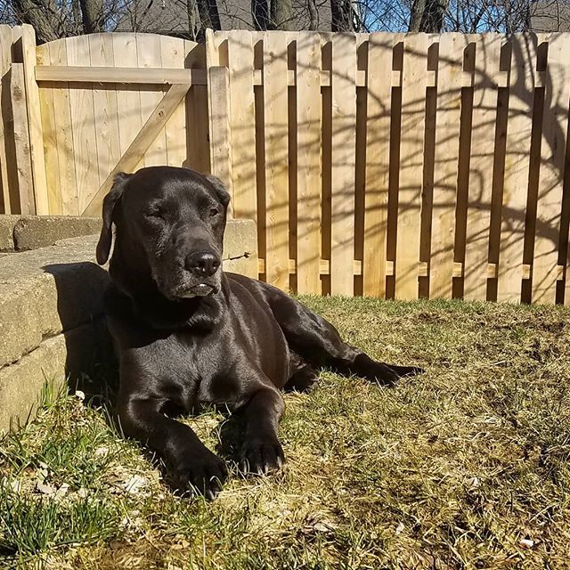 meranduh's tweet photo. #DickensTheDog has found his happy place. #dogs #dogsofig #labsofig #labsofinstagram #dogsofinsta #dogsofinstagram #blacklab #labrador #labradorlove #adoptdontshop #rescuedogs https://t.co/iNiwOWda56 https://t.co/gcEFwETCCE