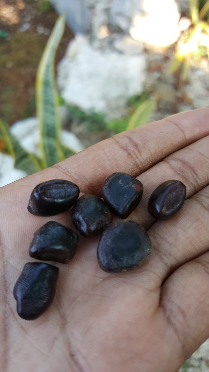 olivia_laporte's tweet photo. C est la saison du tamarin! Alors,  profitons de sa saveur et de ses bienfaits.#Tamarin #Haiti  #Fruitexotique https://t.co/SvbsMLxXep