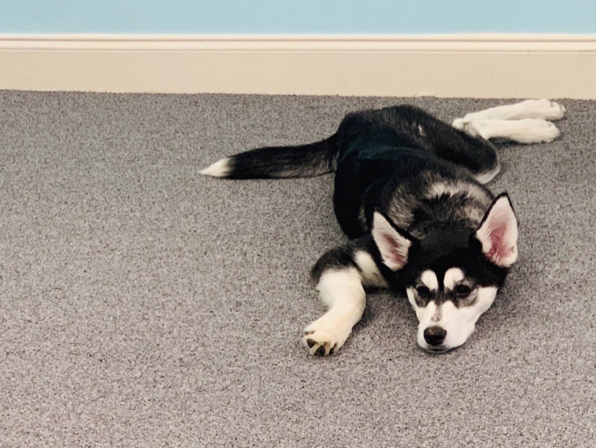 grtconsultingnc's tweet photo. Its #NationalPuppyDay! Avery is a great Office Assistant, but we want to see your puppies. Tweet us a picture of your pup 🐶 https://t.co/Z4U7QW65NS