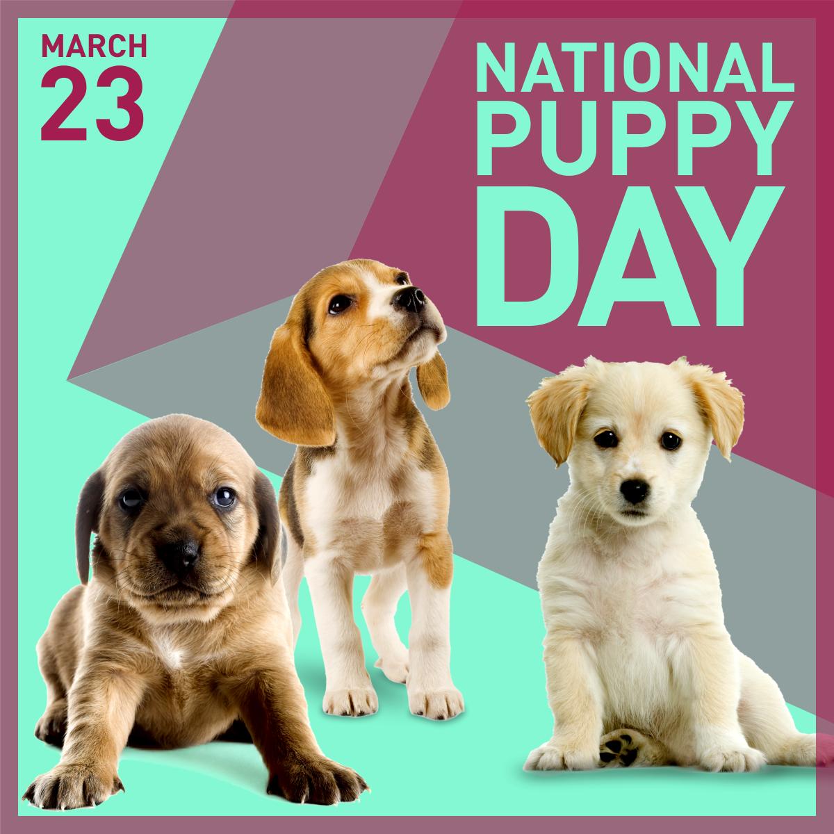 KTVB's tweet photo. Happy #NationalPuppyDay! #7Pets https://t.co/rbZf9DHOvN