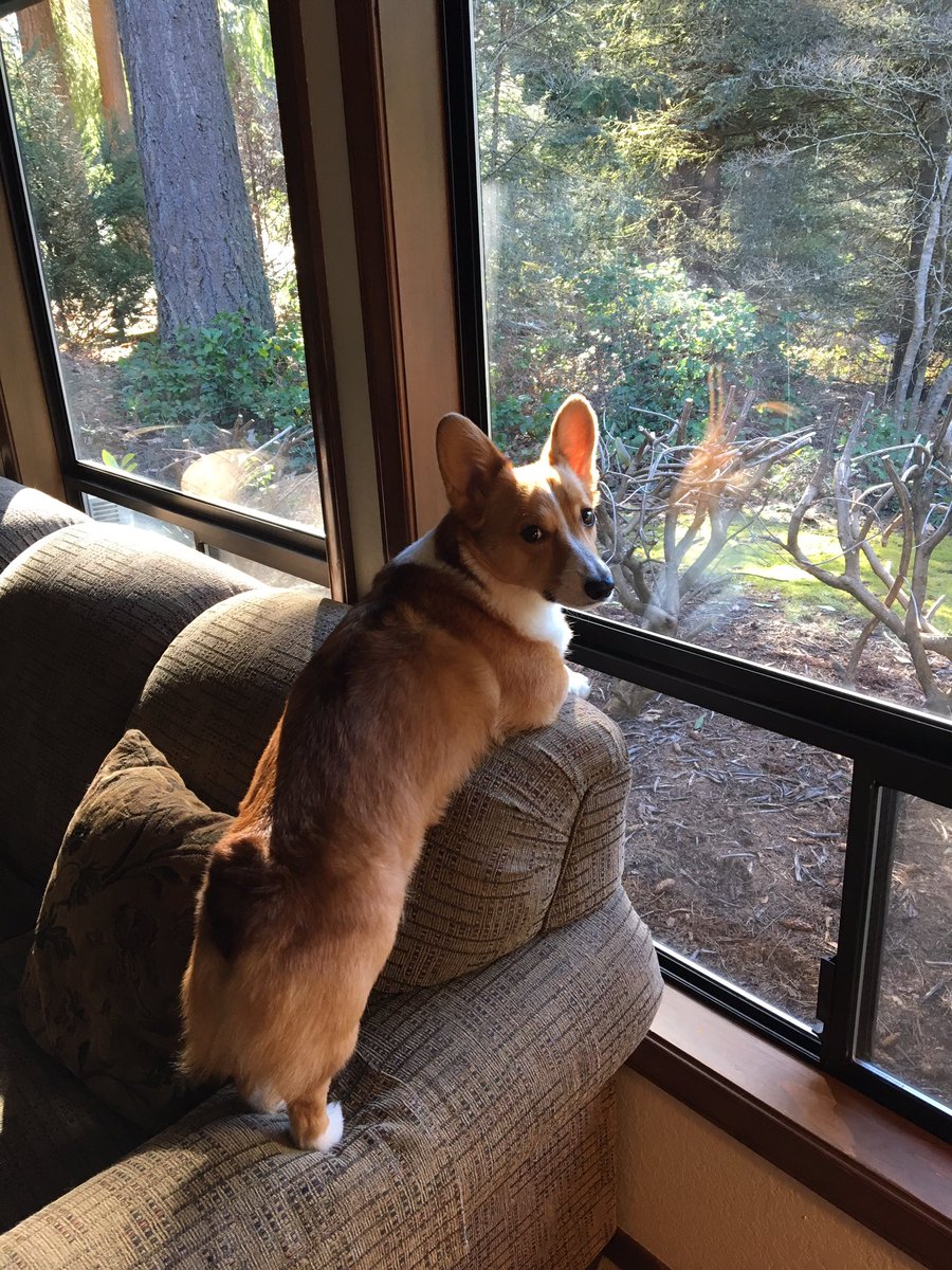 ssminnow8's tweet photo. When your company is late 😐
.
.
#corgilife #livingmycorgilife #beingacorgi #corgisrule #corgination https://t.co/t7fgjHtuH9