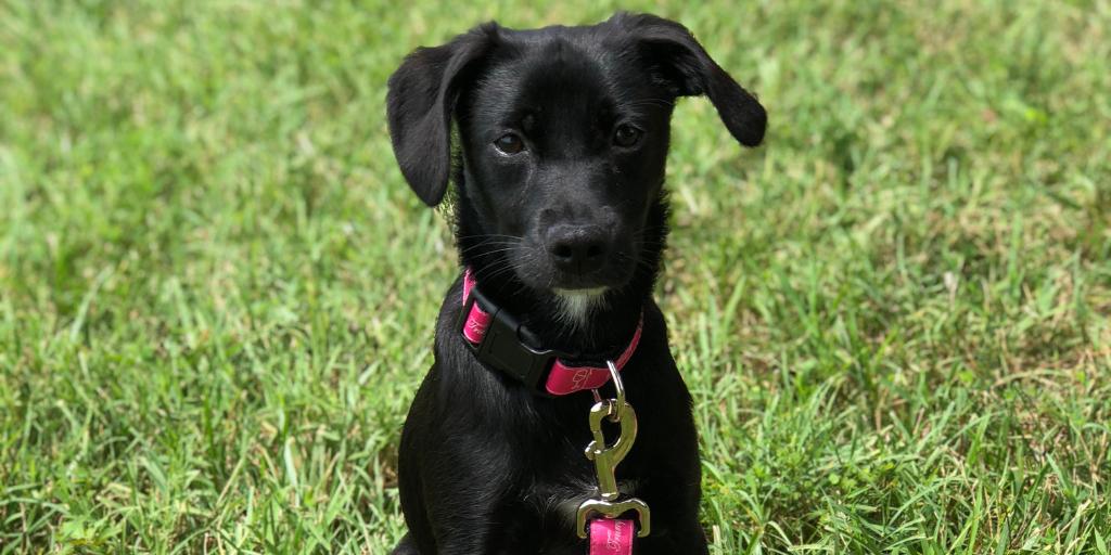 Trump Winery Pet Accessories