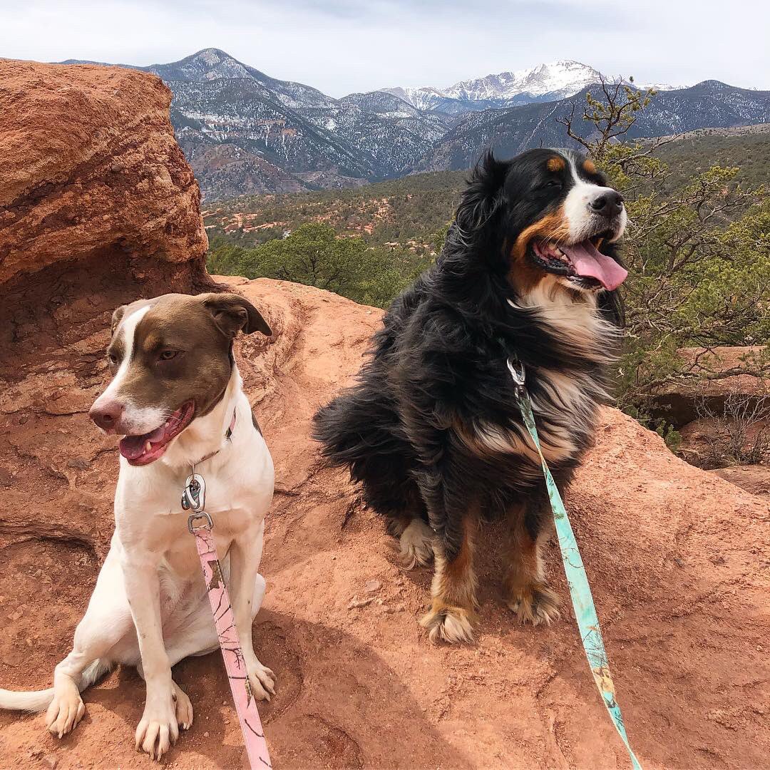 AdventureOlli's tweet photo. Adventure sissys love nature! #GardenOfTheGods #dogfriendly #adventuregirls #geologyrocks https://t.co/saEpE9EFeL