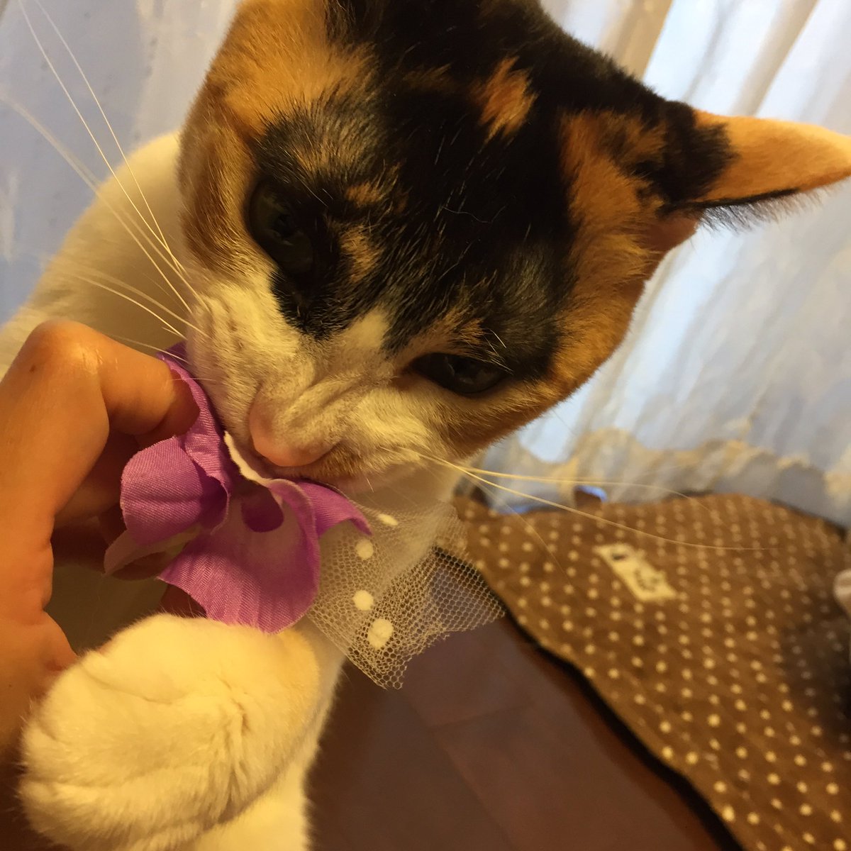 わはにゃ お迎えから闘病記録 (4ページ目) - Togetter