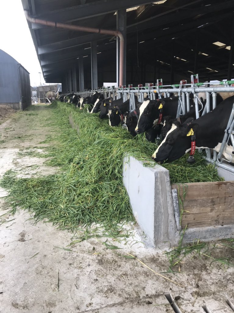 Jimmulh's tweet photo. Zero grazing forage rye atm that we sowed after maize in Oct to fill the forage gap. #somestuff #cowsloveit @JohnEnrightDLF https://t.co/lziPVQgPTd
