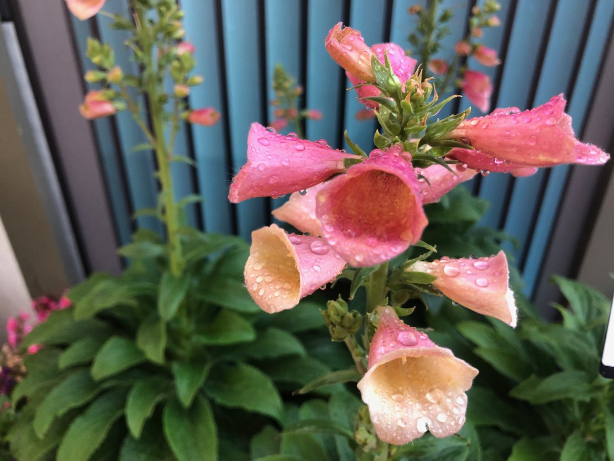 It's one of our favorite times of the year! #CASpringTrials is off to a great start. What do you think of our new introduction, Digitalis Arctic Fox Rose?