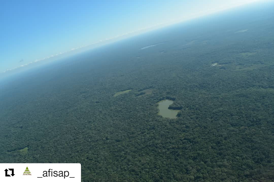 AFISAP1's tweet photo. El bosque no necesita de ningún manejo forestal? Es evidente que los bosques mejor conservados son las que están en manos de las  Comunidades forestales de Petén, áreas que están dentro de la Zona de Usos Múltiples dentro de la Reserva de Biosfera Maya.🌳
#SomosBosquesParaSiempre https://t.co/GLEn1uvY3O