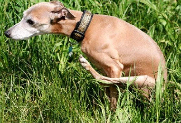 Is your #pet #scooting?
In most cases scooting results from your #dog's inability to empty their anal glands (also called anal sacs). Have a read of our fact sheet about anal glands - thefinchleyvet.co.uk/anal-glands
