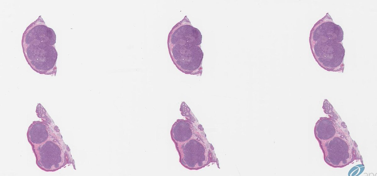 Int Soc Dermpath tweet media