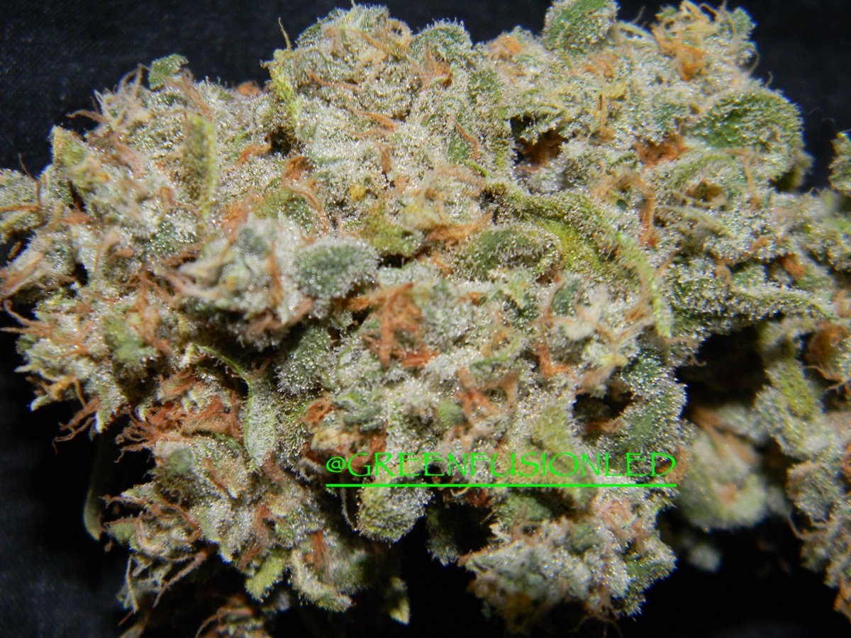 greenfusionled's tweet photo. 🧜♀️🧜♂️WHAT KIND OF WEED DOES A MERMAID SMOKE?💚🔥🌿🌲
#shattermatters #terps #topshelf #slabs #dabbers_unite #terpsauce #loudpack #mothershipgang #conducao #escola #odivelas #boxer #pack #diadelpapa #papa #dia #pedido #catalogo #jocy #boutique #teammota #youalreadysnow #doingitbig https://t.co/2oIGWNMvZP