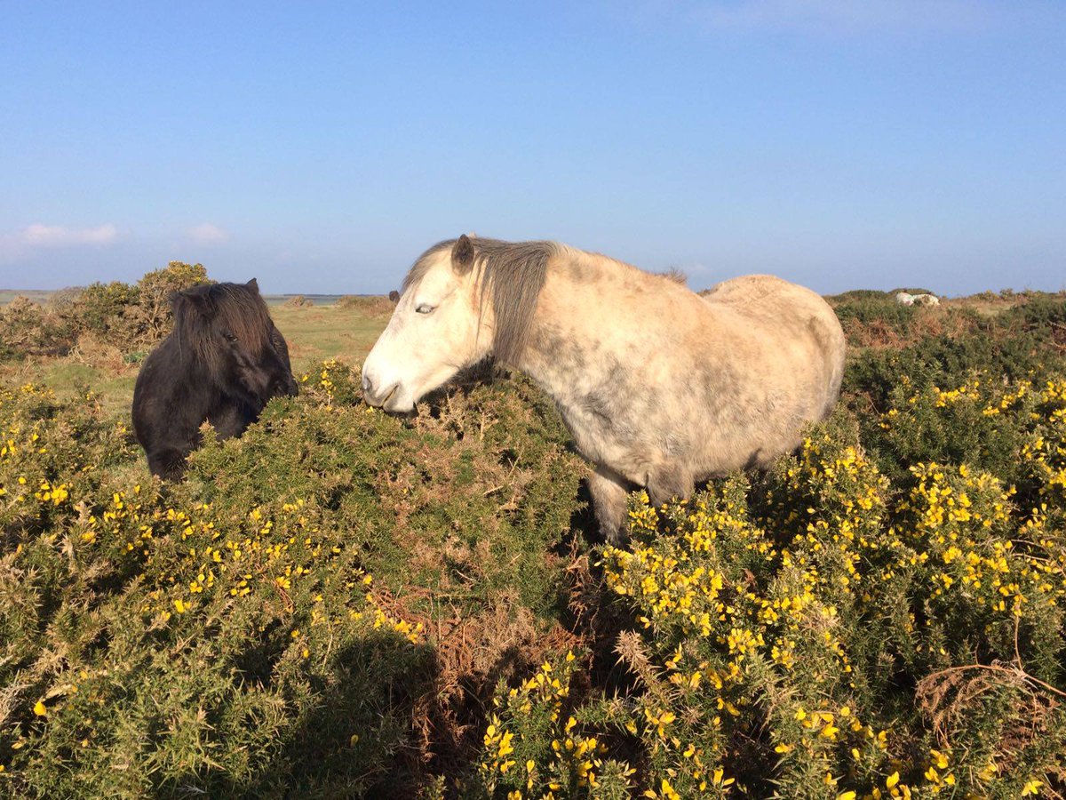 Wild ponies, striking views and traditional pubs... Dartmoor is a stunning place to visit whilst on holiday in South Devon. So, whether you wish to cycle, walk or climb your way along Dartmoor, you can be sure to have a fantastic day of outdoor adventures!