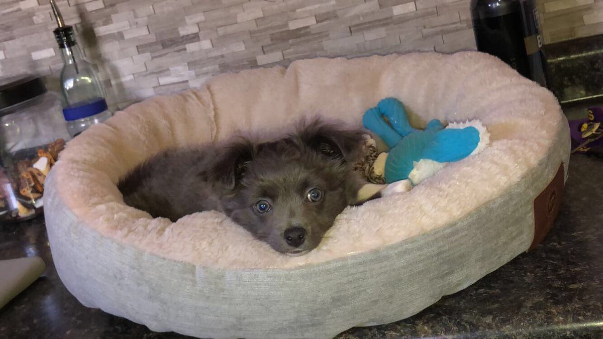JaidenSeifert's tweet photo. Welcome to the fam my sweet fur baby Mac! 🐶💗 https://t.co/EIWX1uDMua