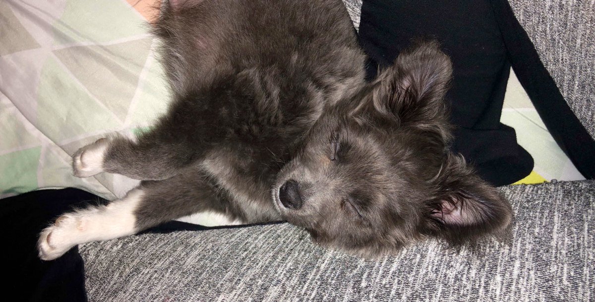 JaidenSeifert's tweet photo. Welcome to the fam my sweet fur baby Mac! 🐶💗 https://t.co/EIWX1uDMua