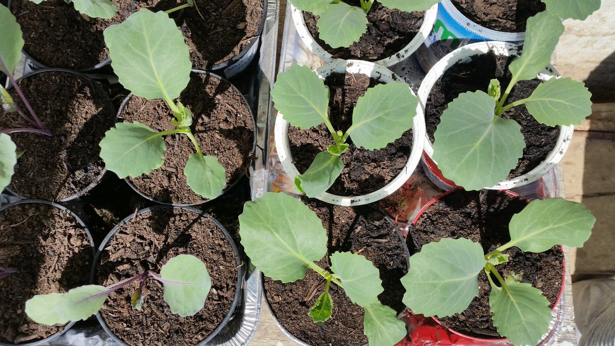 SabinaGril1's tweet photo. #currently #seeds #update
Cabbage (white and red )
#gardening #vegetablegarden #cabbage #zelenjava #looksgood #GrowItYourself #today #outside https://t.co/lSkZEM3Kju