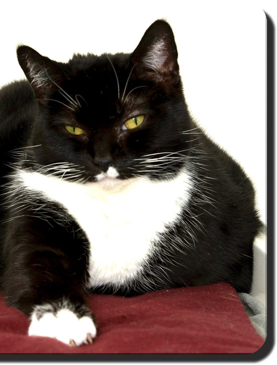 Good Morning and a #HappyCaturday from #SafeHavenCats #CatOfTheWeek BG! This week is #NationalPoisonPreventionWeek! 💀 🐱 #CatHealth

#OptToAdopt a #ShelterCat! We are open until 2 pm today so come visit BG & say hello to all of our #CatsForAdoption!! #TuxedoCat #BlackAndWhiteCat