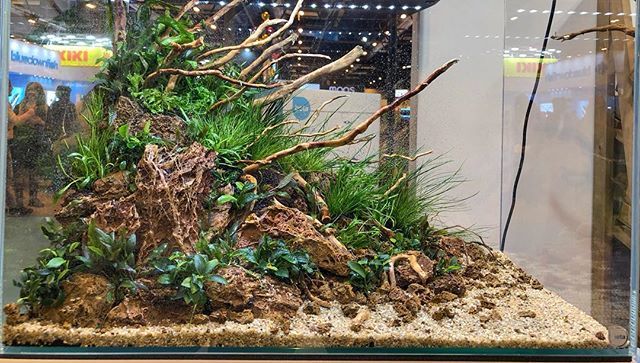 AquaTips_'s tweet photo. Muy orgulloso del trabajo realizado en en el YouTubers show organizado por @betacuarios en #ifemamadrid, gracias a todos los asistentes y amigos por hacer todo esto posible @_erik_acuarioland @aquariumblog.es @acuarios_rtules @robertociruelos @aquaflora.… https://t.co/2yLGgaqIam https://t.co/9sjj7kxtw3