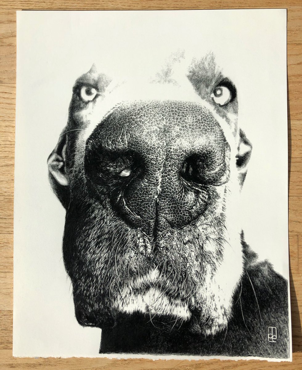 Done! 
Find it at the To The Dogs exhibition March 28 to May 5 at the #LakeCountryArtGallery

#illustration #pencildrawing #pencilart #drawing #art #draweveryday #pencilonpaper #nose #dognose #greatdane #bluegreatdane #bignose #practiceeveryday #okanaganartist #bcartist #olddog