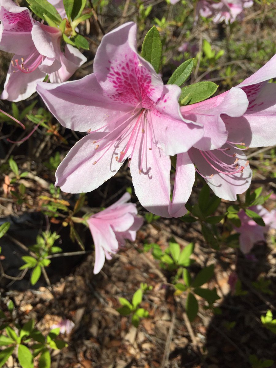AThisThat2's tweet photo. Wild George Tabor Azaleas blooms. #Breathtaking #SpringTime https://t.co/82OLlto4L4