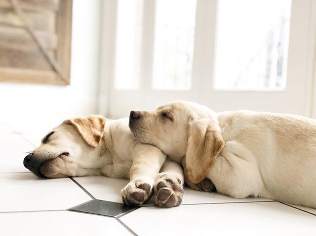 Is this adorable or what? Since it’s #nationalpuppyday I thought I’d share this sweet picture of Jax and Willow. It’s been a rainy-lazy day around here today.  Enjoy your evening friends. .
.
.
.
.
#labsofinstagram 
#bhgpets 
#betterhomesandgardens 
#eng… ift.tt/2WiPzZR