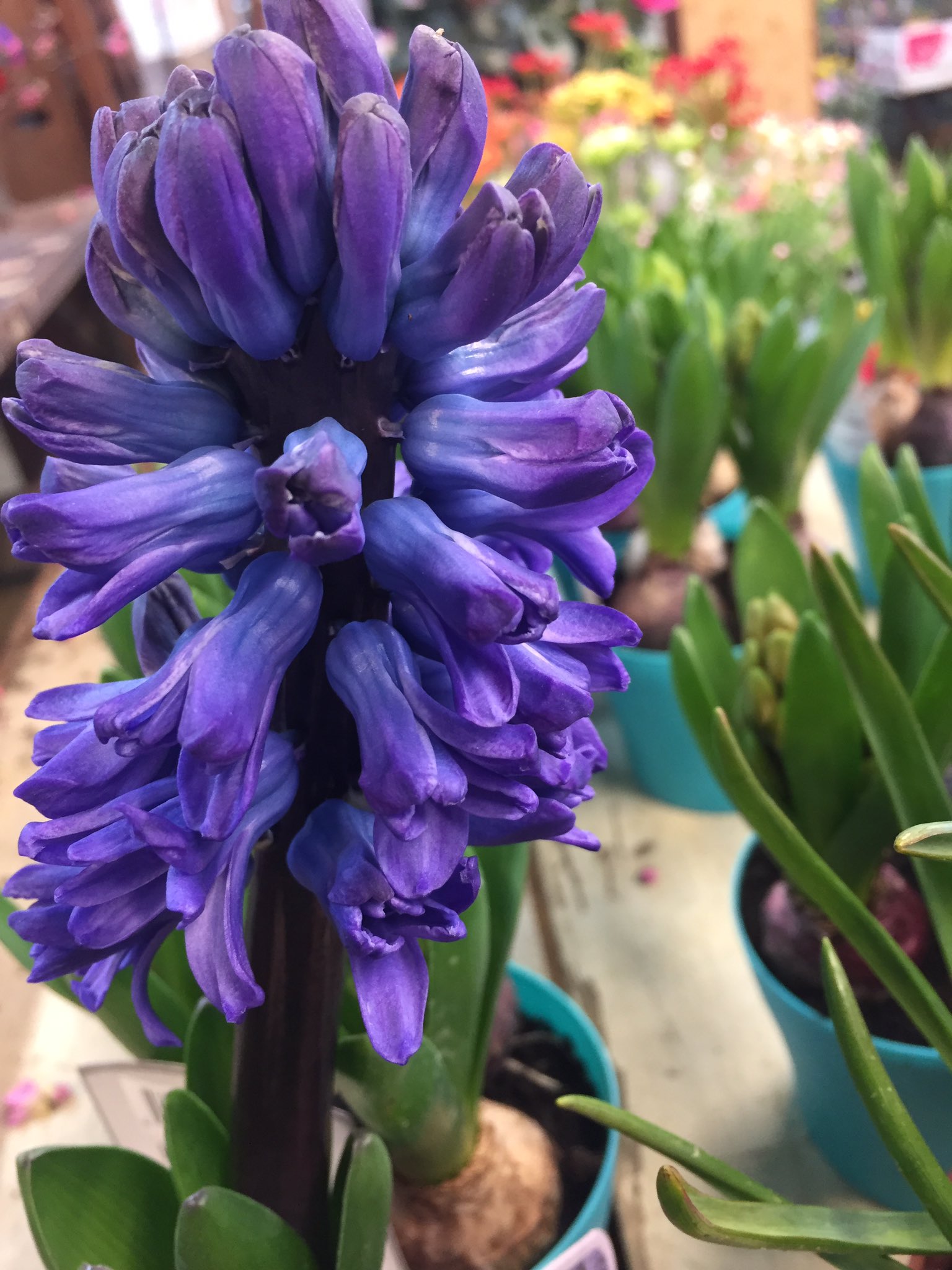 湘南 寒川の花屋 千秋園 ヒヤシンス 可愛い 香りのある 春の花ですね つぼみが たくさん付いてます 玄関に飾ったら お家の中にも 春の香りが楽しめますね ヒヤシンス 香りのある花 玄関に良い香り T Co Knola6acul Twitter