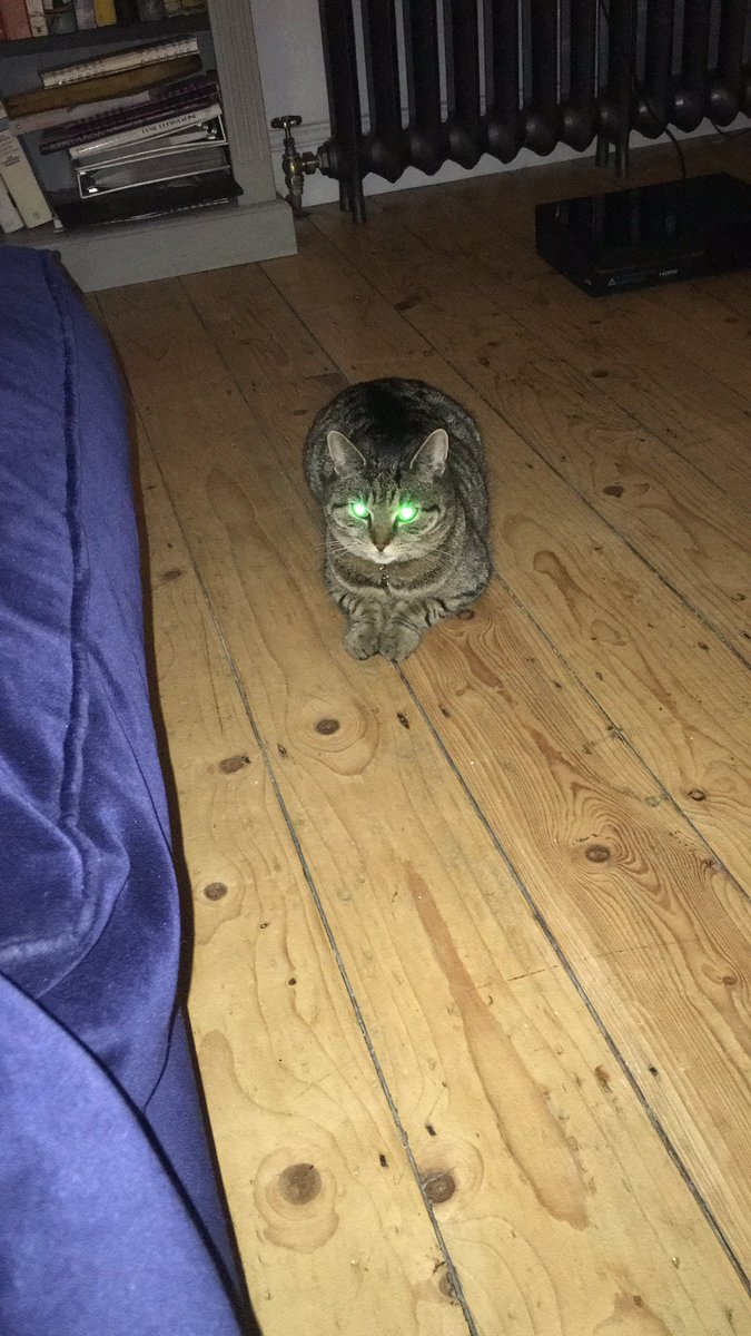 hey_loons's tweet photo. I love my cat but sometimes she just sits there, stares at me and creeps me out #paranormalcativity #cats https://t.co/59Vr8QPd0G