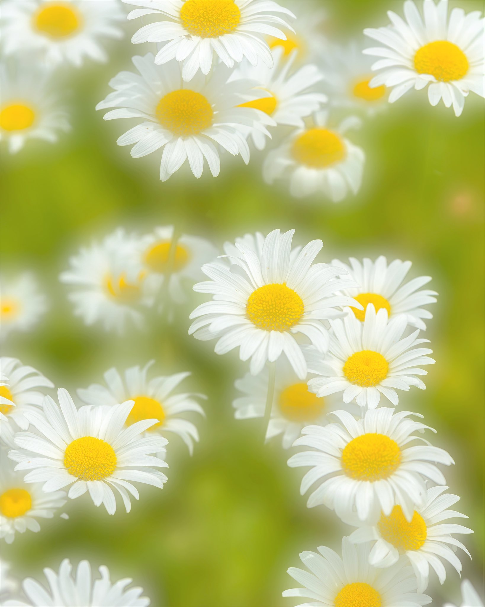 Tazayochi 小さな花たち ファインダー越しの私の世界 写真で伝えたい私の世界 写真で奏でる私の世界 小さな花 桜 芝桜 フィラモネ マーガレット T Co Liwol4c1fs Twitter