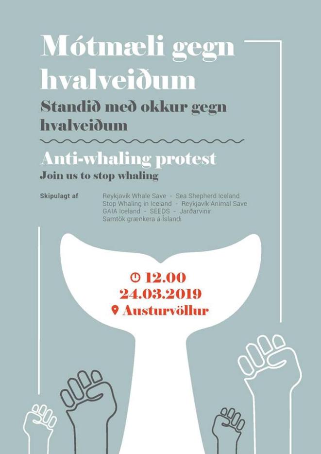 A peaceful protest against whaling in Iceland happening tomorrow on Austurvöllur at 12PM. Hope to see you there! ✊🐳 #iceland #whaling #endwhaling