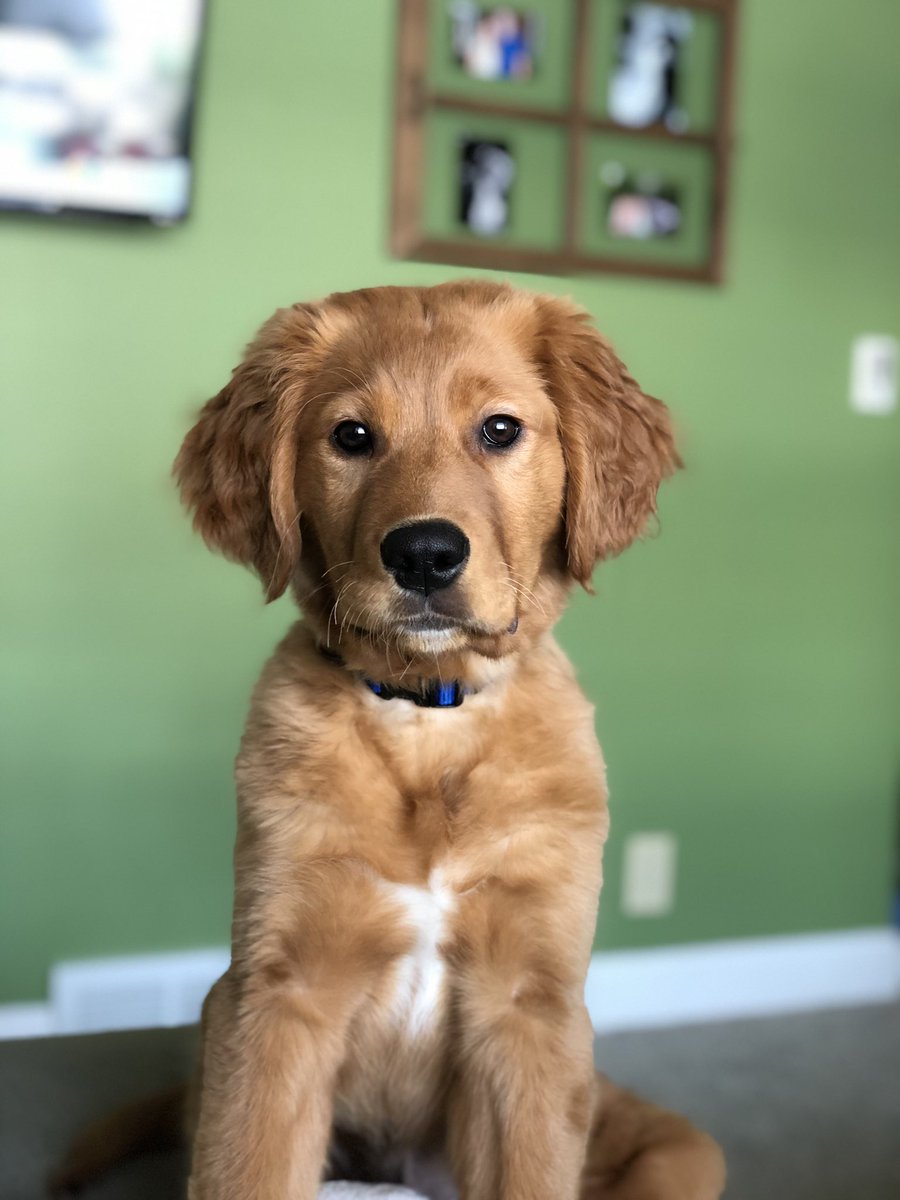 23Ackerman's tweet photo. Thankful for you 😘 #HappyNationalPuppyDay https://t.co/ZFgzQFaJFw