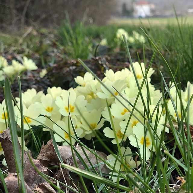 carlolisa's tweet photo. #iphonex #photography #portraitmode #creativeuse #spring #reano #flowers #carlolisatravelphotography https://t.co/8MBIjC7fgf https://t.co/Xwv2MgCvrk