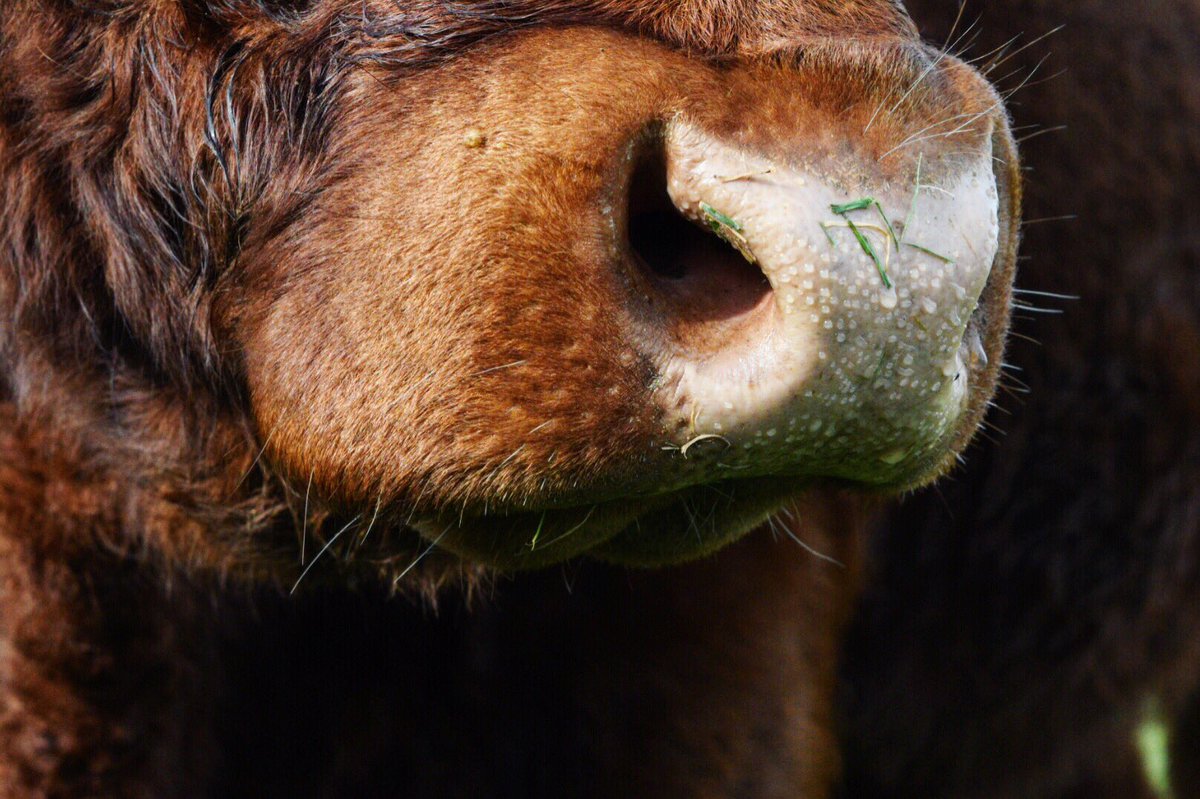 Lillady's tweet photo. What a magnificent thing, the nose of a beast π#nativebreeds #rubyreddevon #southdevon #teambeef @beef_farmers https://t.co/bEDwT5VKXI