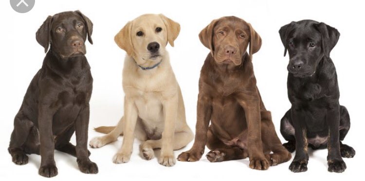 Got labs?  Make an appointment today at the Shelby NC Grooming Salon by calling 704-284-5216 or book online. March 28— Save 15% off bath or haircut. One day only and spots are filling fast!!! #breeddays #spaday #labs #labradoodle