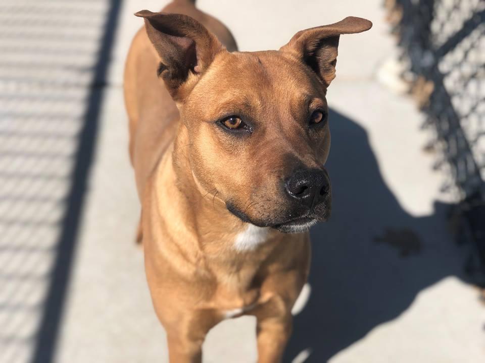 okladogs tweet picture