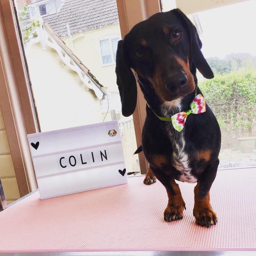 Colinthesausage's tweet photo. Today I went to the spa, I had a mani pedi and blow dry... I look great.  Watch out ladies grrrrrr https://t.co/dxUCdywNY2