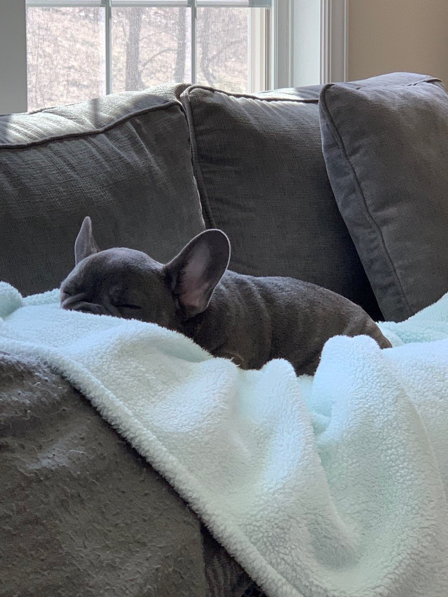 FrenchieBrutus's tweet photo. Saturday Errands all finished, time for a little chill on my favorite blanky. #Frenchie #frenchbulldog https://t.co/ByeHJbXLLp