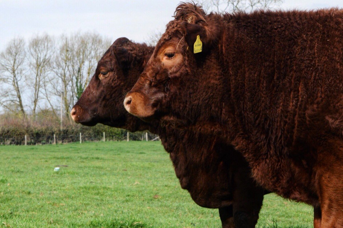 Lillady's tweet photo. Red cattle are the best ππΌββοΈ dropped my mug of tea, mug still in photo... had to go back for it #nativebreeds #teambeef #rubyreddevon #southdevon #beeffarmers https://t.co/x9SAVCDszc