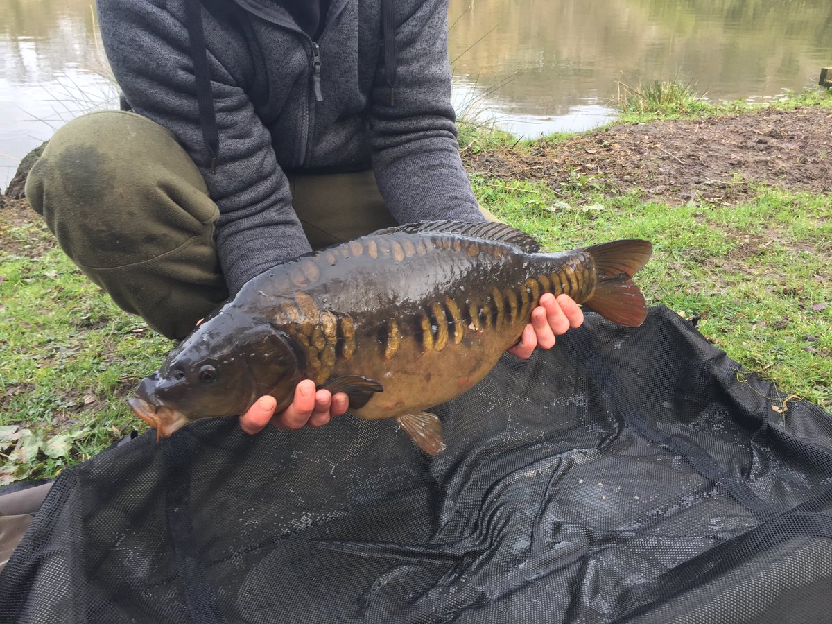 Dannymarf's tweet photo. Finally of the mark with a stunning lower double @MainlineBaits #sonik #dominator #linear #korda #deeperpro https://t.co/wmRZeVOmBE