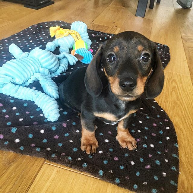 Happy #NationalPuppyDay 🐶🐾💖
How lucky are we to have these fur friends in our life? 💕
.
.
.
#puppylove #dogsoflondon #sausagedogpuppy