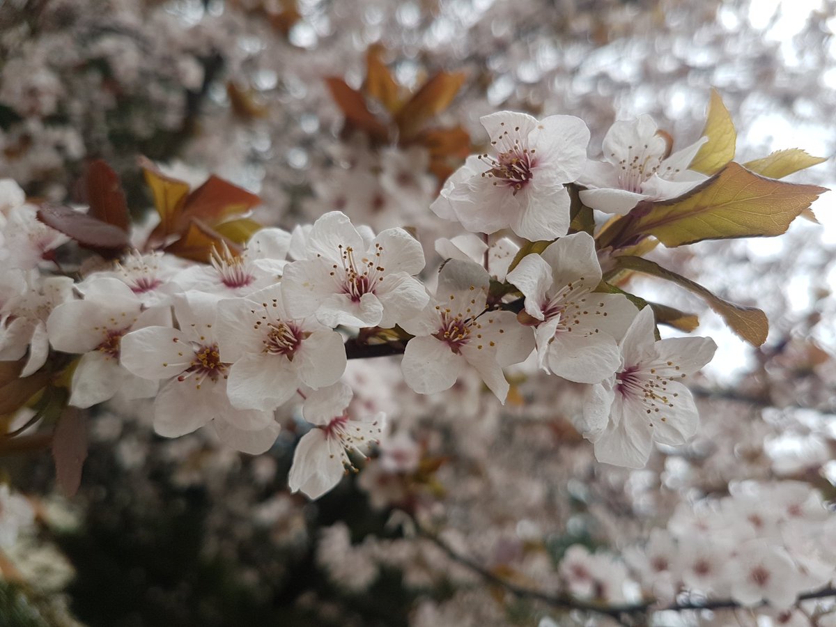 "gülünce baharlar getirir insan"

şiir mevsimi #bahar konusuyla 21.00'de @erkamradyo'da. bekleriz efendim :)