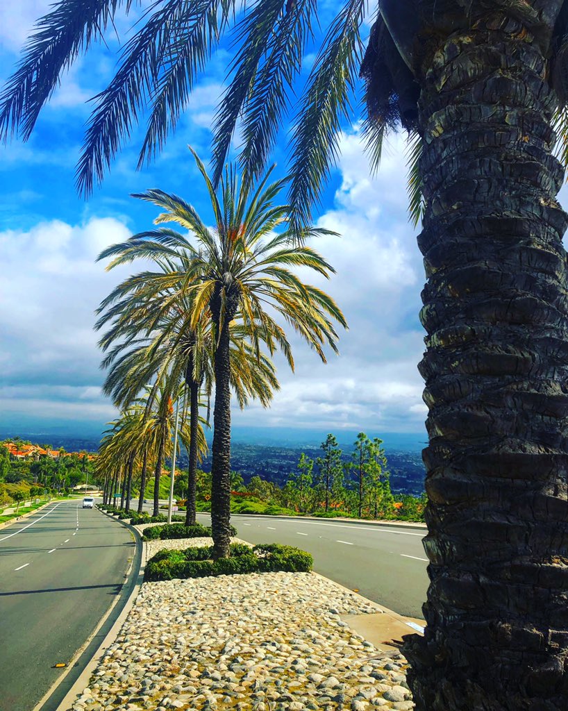 Michsteer's tweet image. Running up this very hard Pacific Island Drive, then onto flowery trails! The last photo shows the always hikarioys sign saying beware of mountain LOINS!!  #trialrunning #SaturdayMotivation