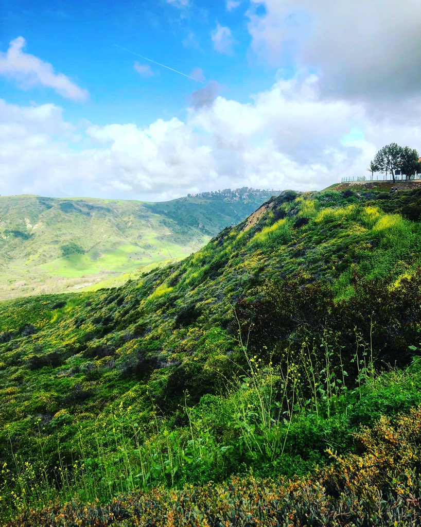 Michsteer's tweet image. Running up this very hard Pacific Island Drive, then onto flowery trails! The last photo shows the always hikarioys sign saying beware of mountain LOINS!!  #trialrunning #SaturdayMotivation