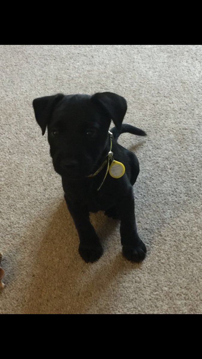 abbiemorter's tweet photo. #NationalPuppyDay throwback to when Dave was a teeny boy https://t.co/RqcLvdEwqK