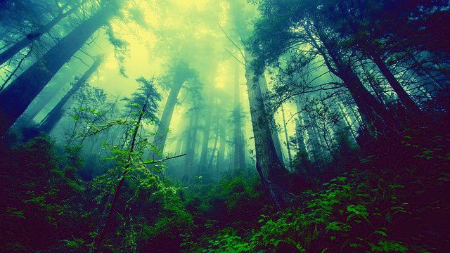 mytrippytrails's tweet photo. Find your path.
.
~Trippy Trails~
.
#trippytrails #trippy #trails #woods #forest #trees #nature #natureporn #natureart #art #festival #psychedelic #hiking #hike #sun #like4like #follow4follow #mothernature #path #love #peace #serenity #camping #zen #plur #edmfamily #naturetherapy https://t.co/1vzIyUSk6I