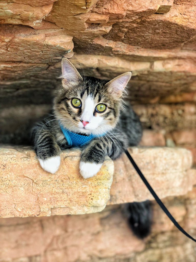 adriannamendez_'s tweet photo. That one time I went hiking at @RedRocksCO with @schmandy12 and Chiefy the #AdventureCat🐱🏔 

Miss Amanda is an admin for @CCTWomen who also fosters kitties with a local animal shelter in @CityofDenver <— super #crypto/#blockchain friendly! 👏🏼❤️ #cryptofam #womenincrypto https://t.co/UDZPRf8UHF