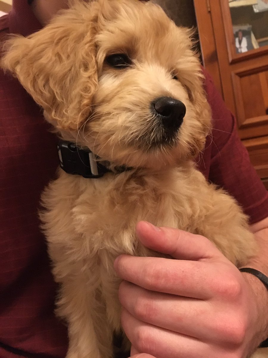 JanAngFanch's tweet image. Just in time for national puppy day!