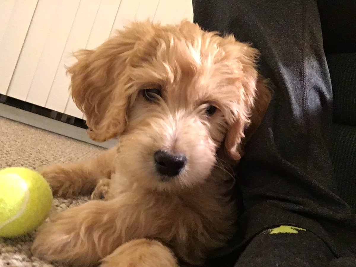 JanAngFanch's tweet image. Just in time for national puppy day!