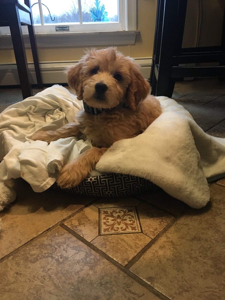 JanAngFanch's tweet image. Just in time for national puppy day!