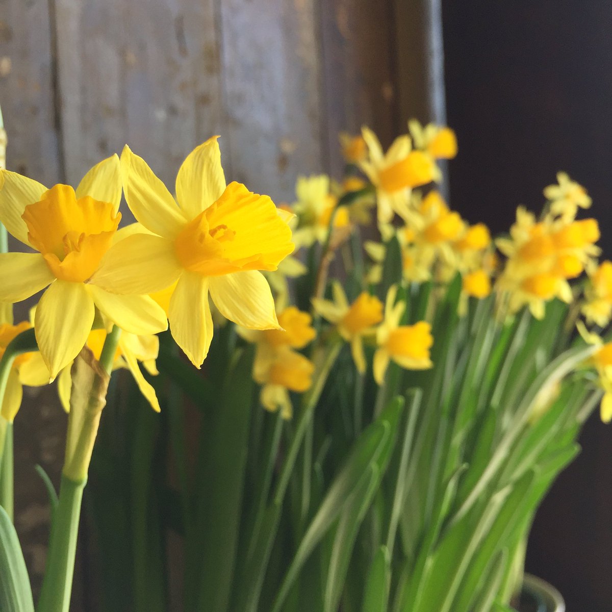 DandyLionTO's tweet photo. Daffodils at Dandylion 

#springflowers #wqw #plantlife https://t.co/DVd5LlMFSc