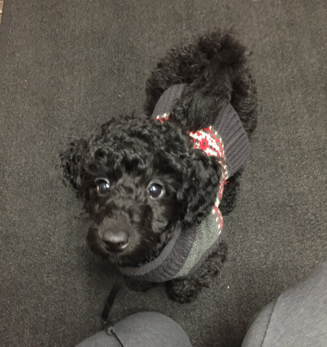 Edifix's tweet photo. #TimoAndFriends arenโt puppies anymore, but Jackson hopes youโll enjoy this #FBF to his puppyhood for #NationalPuppyDay! https://t.co/JSzg1gMrSO